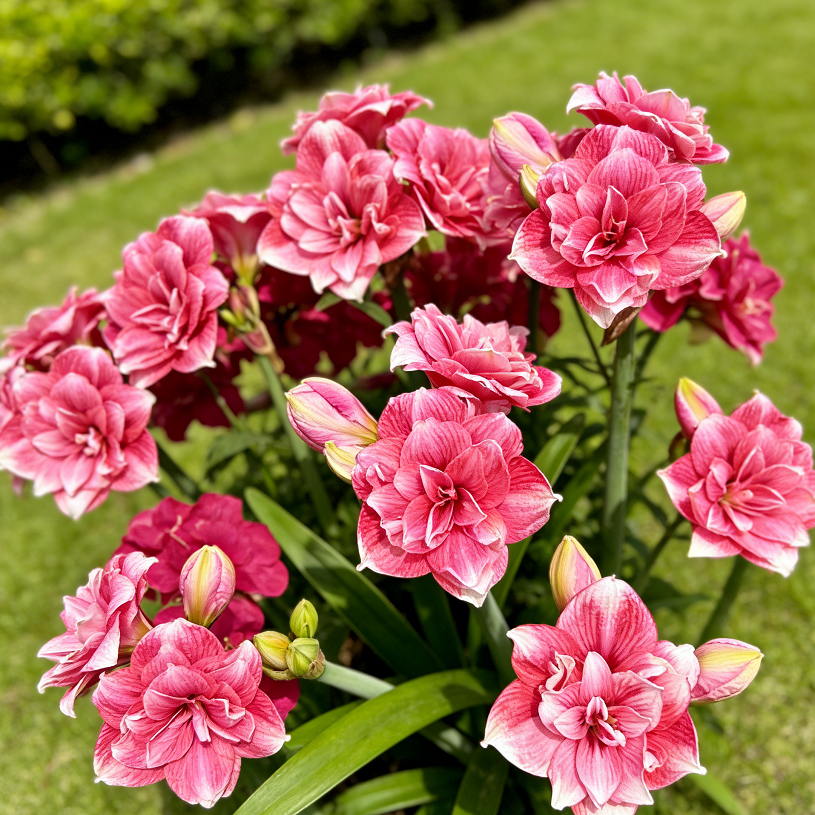 🌺Dvigubos amarilės su gėlių kvapu – žydi per 40 dienų-LT