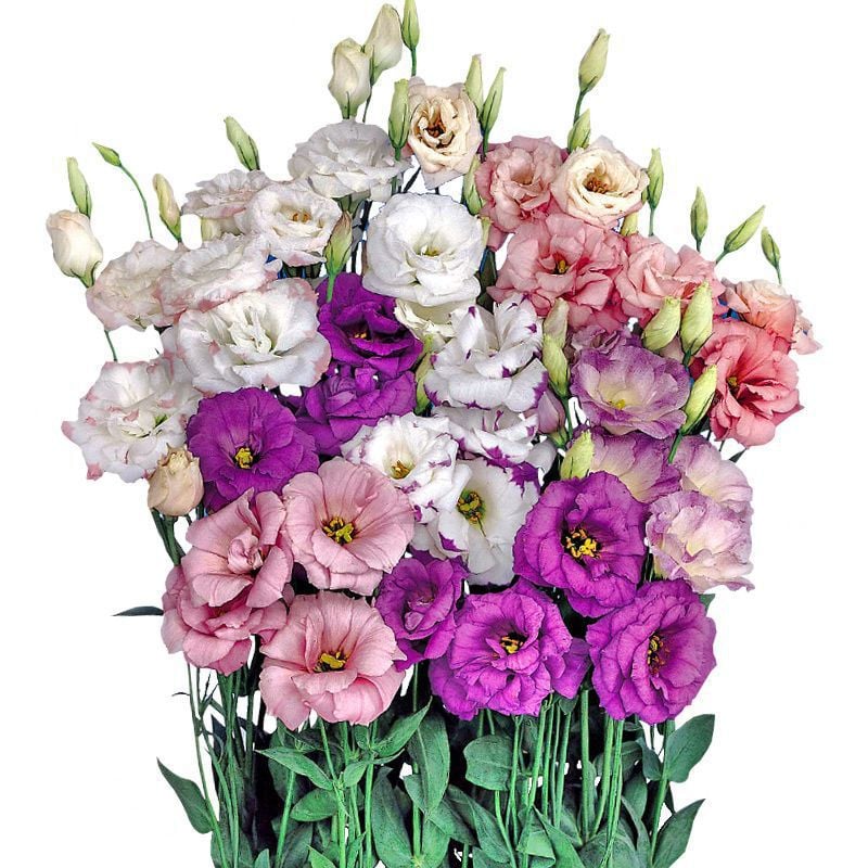 🔥Последен ден на продажба💝Eustoma Thornless Rose💐Семена от лизиантус
