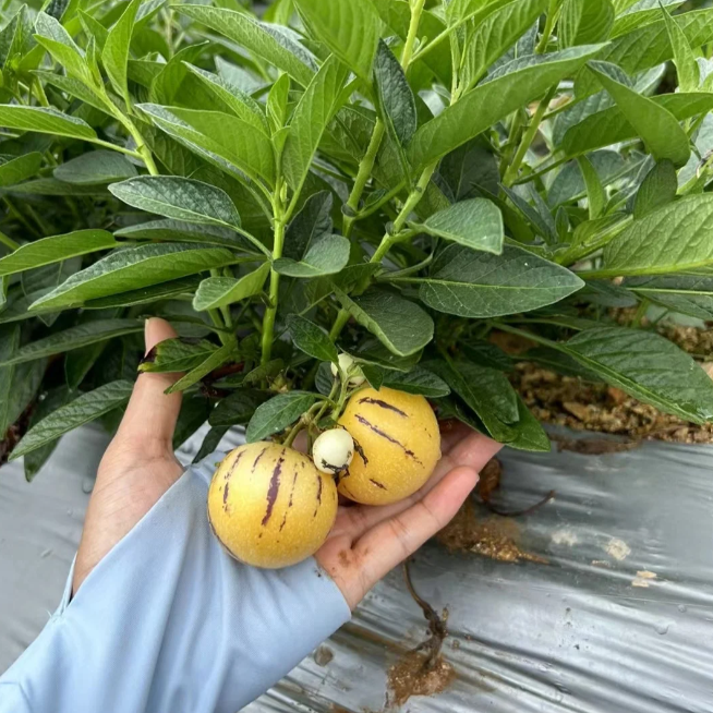 Ženšenni vili Pepino meloniseemned-Solanum Muricatum-EE