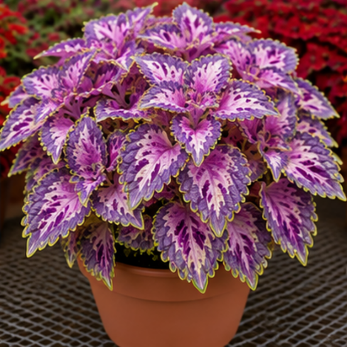 🌿Coleus svogūnėliai🌷 – Užpildykite savo sodą spalvomis🌈-LT