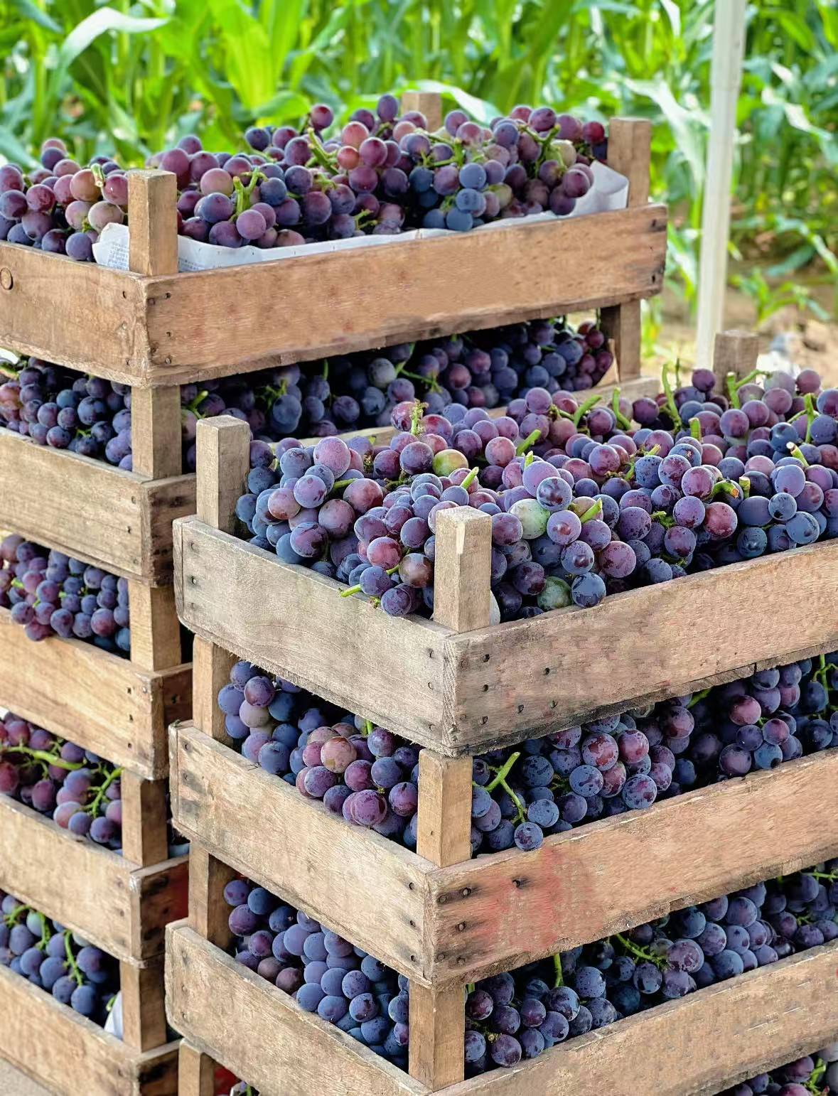 Divovsko grožđe bez koštica – veliko, sočno i ukusno 🍇🌿-HR