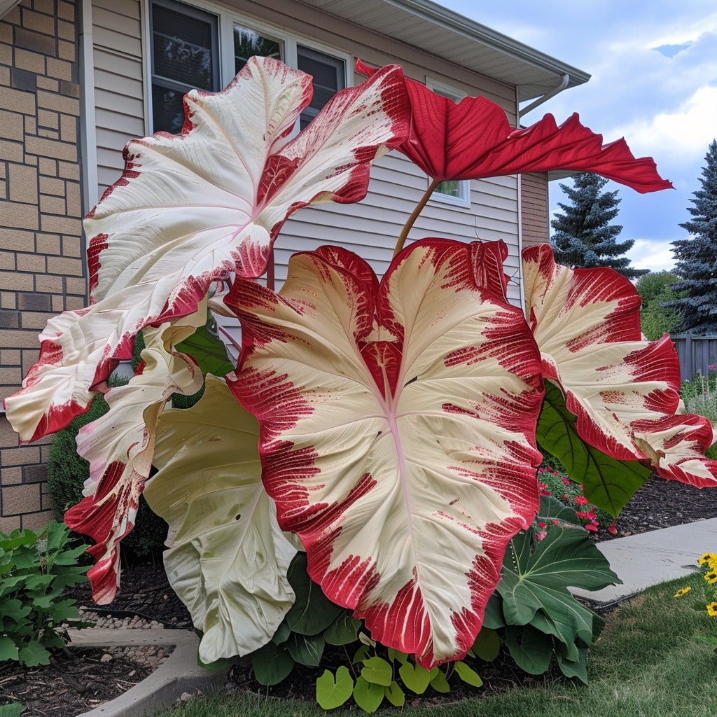 🌿Caladio gigante fascinante🌈-ES