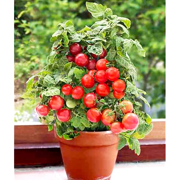🍅🍅Semillas de tomates enanos en macetas-ES