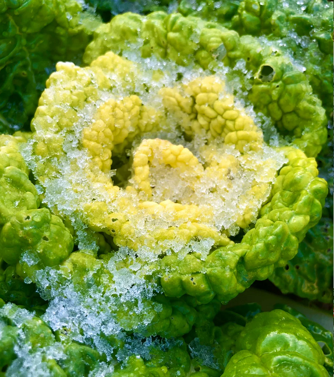 Семена от Brassica Narinosa (WuTat Choy)