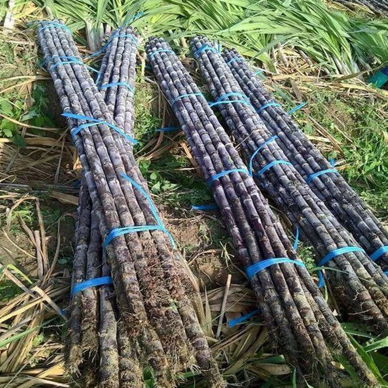 🌱 Σπόροι ζαχαροκάλαμου υψηλής απόδοσης – εύκολοι στην καλλιέργεια και την επιβίωση, ιδανικοί για φύτευση φρούτων στο σπίτι-GR