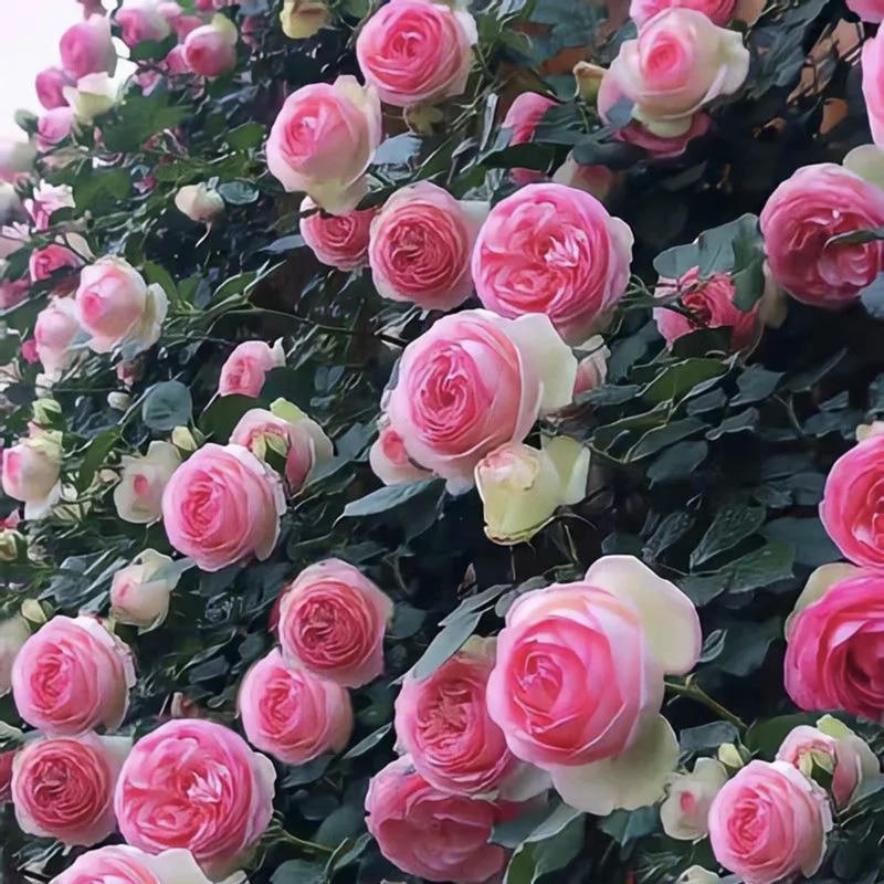 🌺 Sjeme ruže penjačice-HR