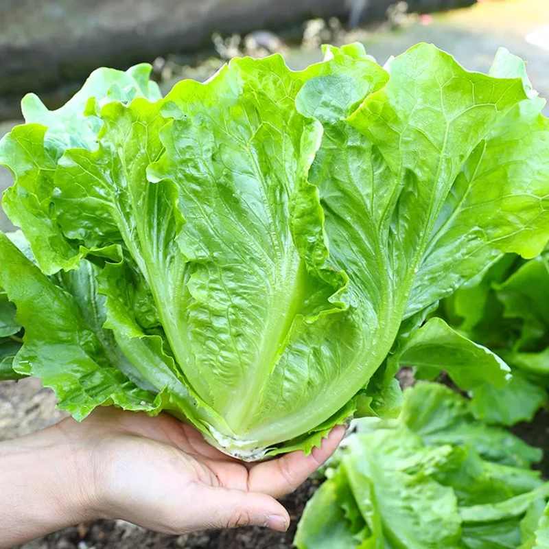 🌱 Uzgojite vlastitu talijansku salatu iz sjemena – hrskava, slatka i jednostavna za berbu-HR
