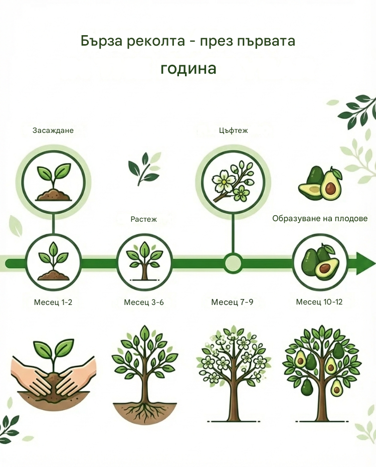Разсад от мексиканско авокадо (плод от първата година)