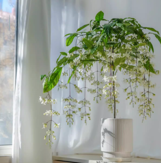 🌸Žiemą kabantis jazminas – svajonių kambarinis augalas🌿❄️-LT