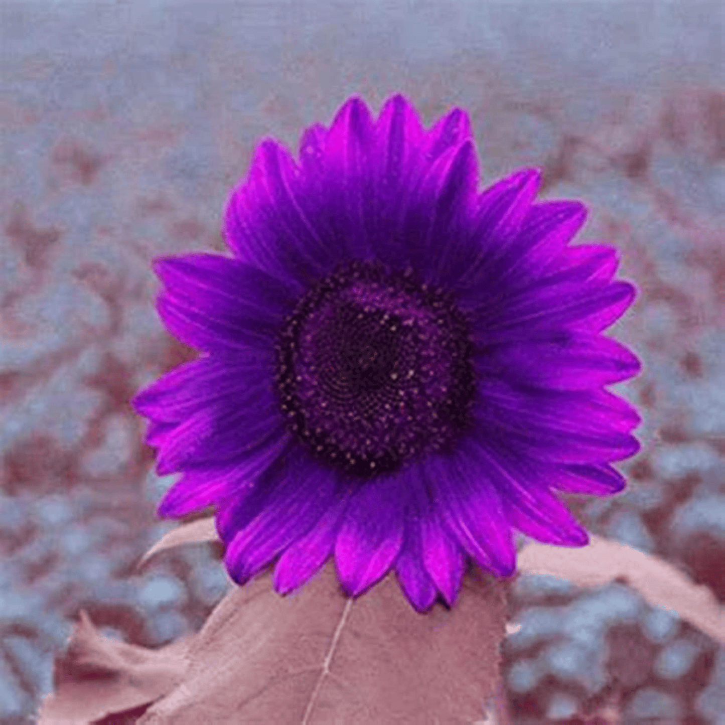Zadnjih 8.000 semen 💜 Velikanska sončnična semena Midnight Sun 🌻 Redka sorta, ki zraste več kot 2,4 m-SI