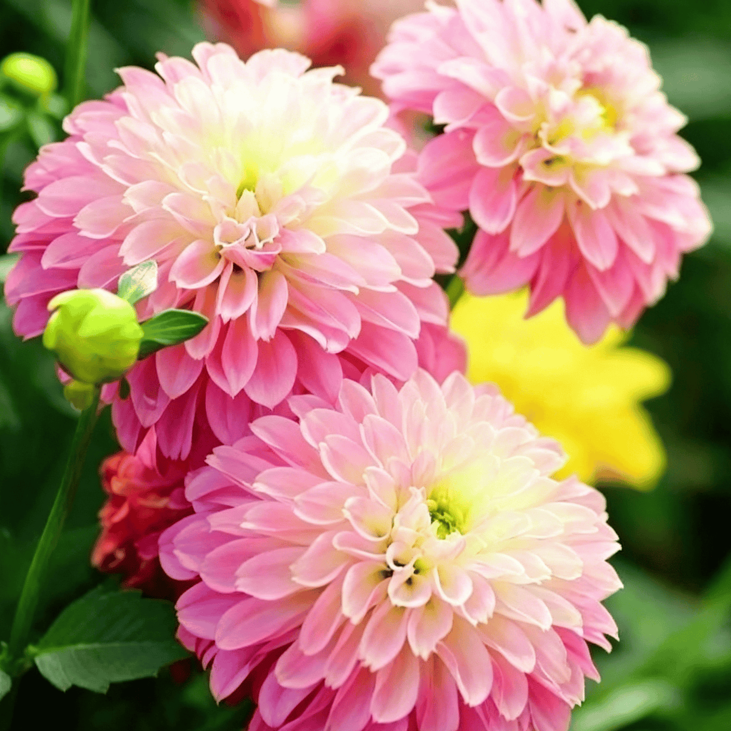 Semillas de dalias que deslumbran en el jardín: flores grandes y coloridas que acaparan todas las miradas.-ES