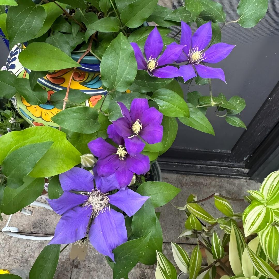 Σπόροι Clematis – η βασίλισσα των αμπελιών-GR