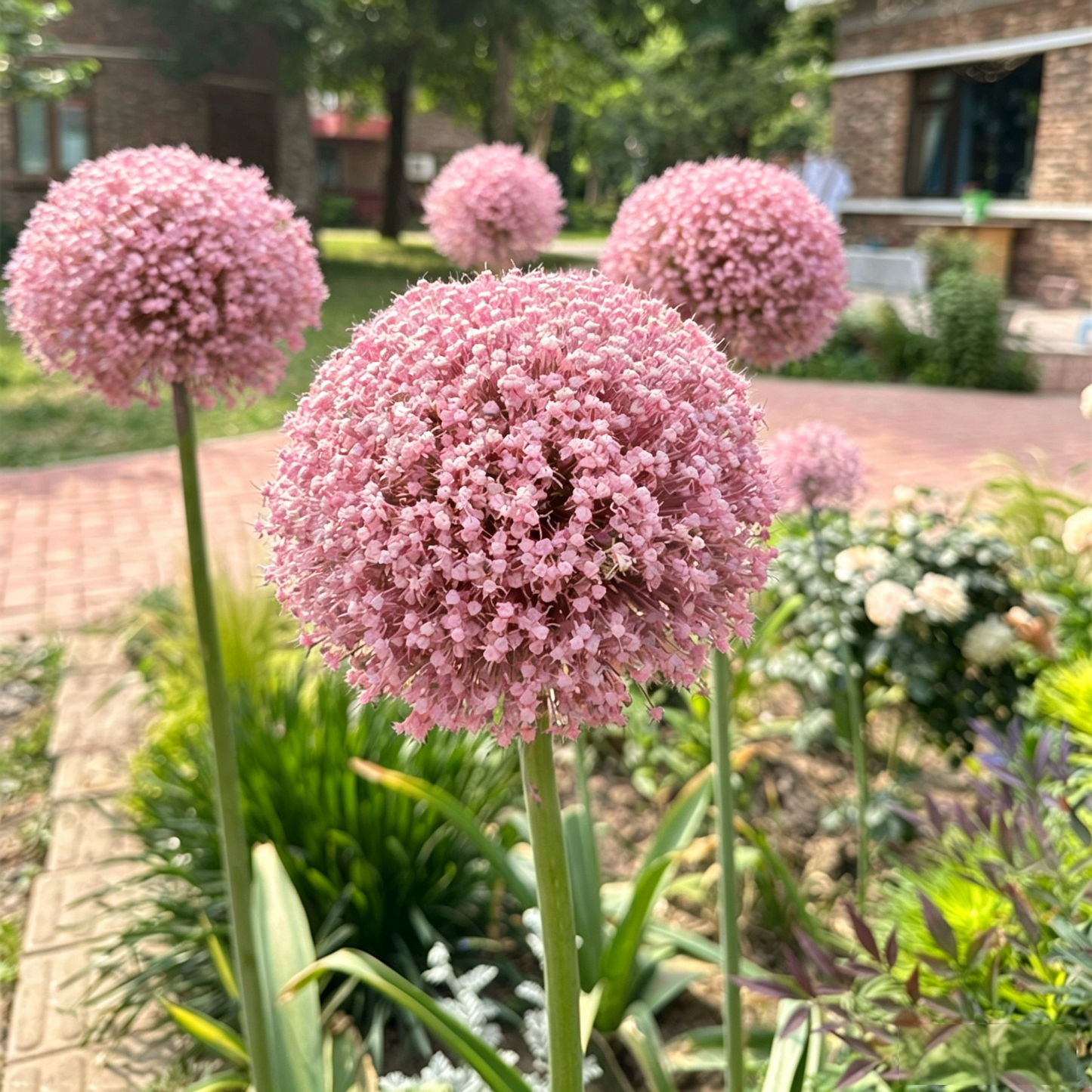 Allium Giganteum dekoratyvinis svogūnų žiedas-LT