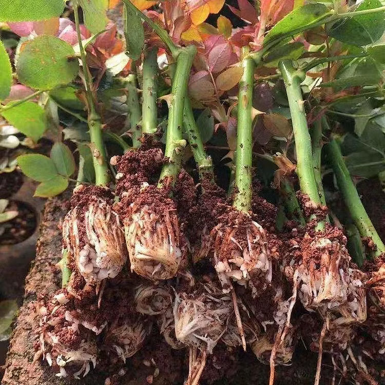 🟣 Una planta rara con una rosa de color púrpura oscuro: un arbusto perenne vivo.-ES