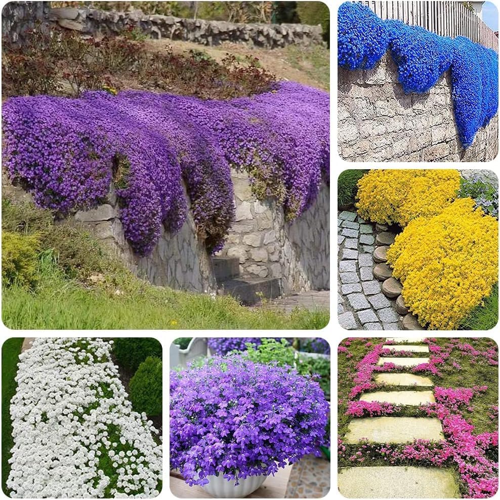 Semillas de tomillo rastrero, fáciles de plantar y cultivar, perennes, flores no transgénicas, semillas de primera calidad-ES