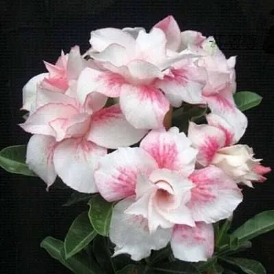 ✨Dykumos rožė🌹Atspari karščiui✨-LT