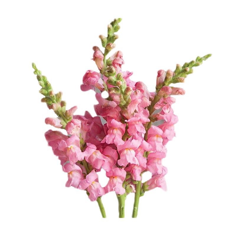 „Royal Garden Snapdragon“ sėklos – sodininkų pasirinkimas, norintiems aukštų, spalvingų skintų gėlių 🌸-LT
