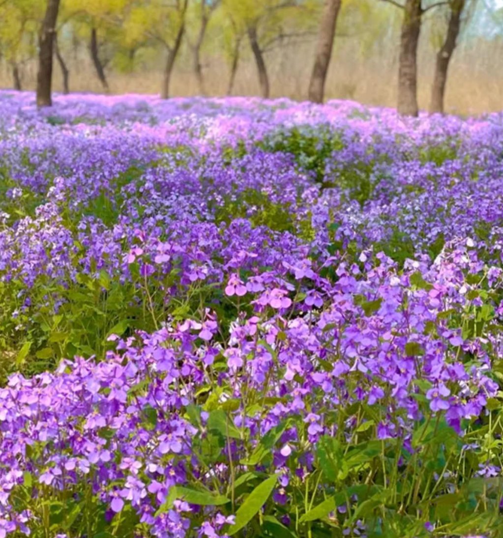 💜Vasario orchidėjų sėklos | „Infinity Purple Sea“-LT