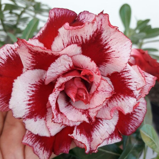 🎁Lukovice pustinjske ruže🌵Vrlo jednostavne za njegu! 🌸Lukovice Adenium Obesum-HR