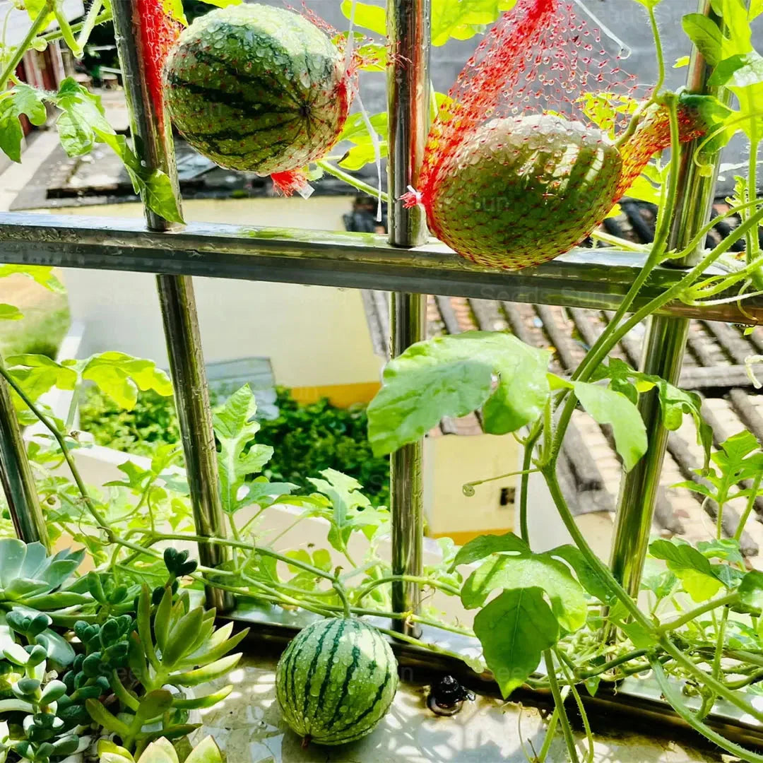 🍉Varakevadine punane jade – magus arbuus, mis rõõmustab kogu pere-EE