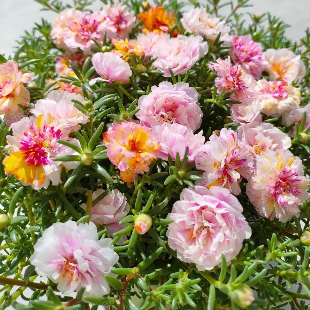 🌸 Σπόροι μοσχοτριανταφυλλιάς – Έκρηξη χρωμάτων όλο το καλοκαίρι!-GR