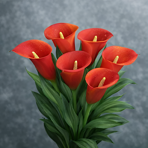 🌷Paslaptingoji pašvaistė kalija-LT
