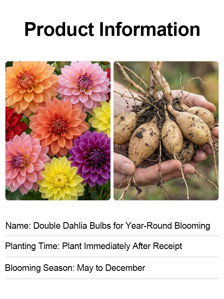 【Base Direct Sales】Four Seasons Blooming Double Dahlia Bulbs-LT