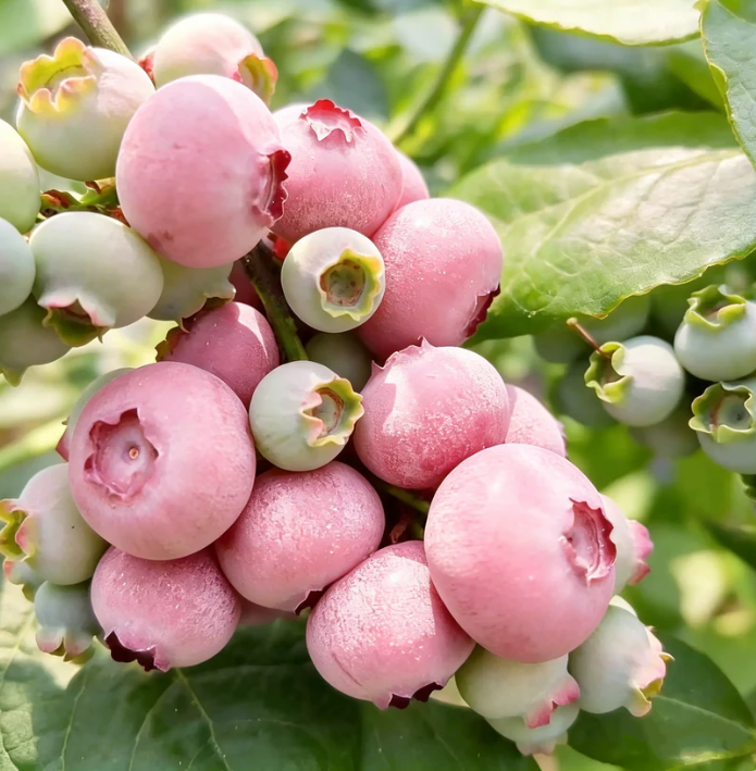🍃 Pärandmõisa sari: 13 valitud puuviljaseemne komplekt (GMO-vaba) 🌳 – Enimmüüdud toode-EE