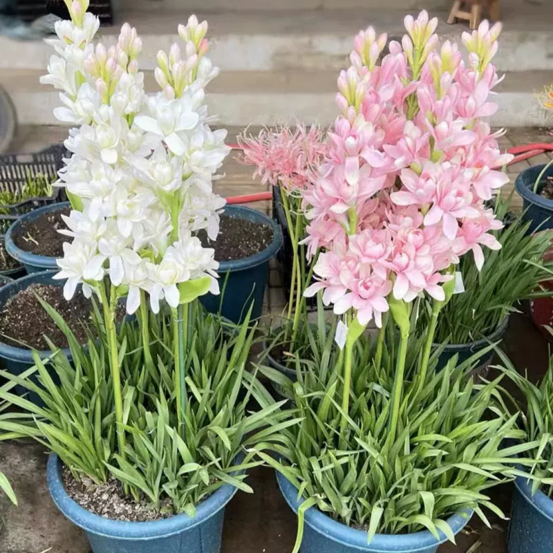 Двойна тубероза 🌸 - Голям луковичен цвят