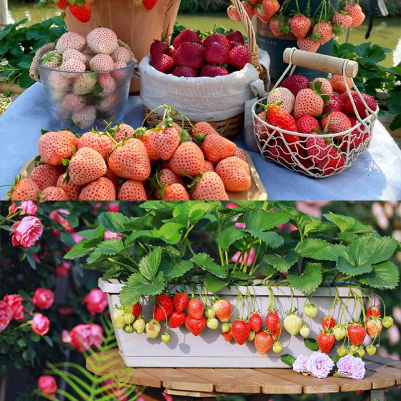 Sladké jahodové semienka s krémom z krajiny snov🍓-SK
