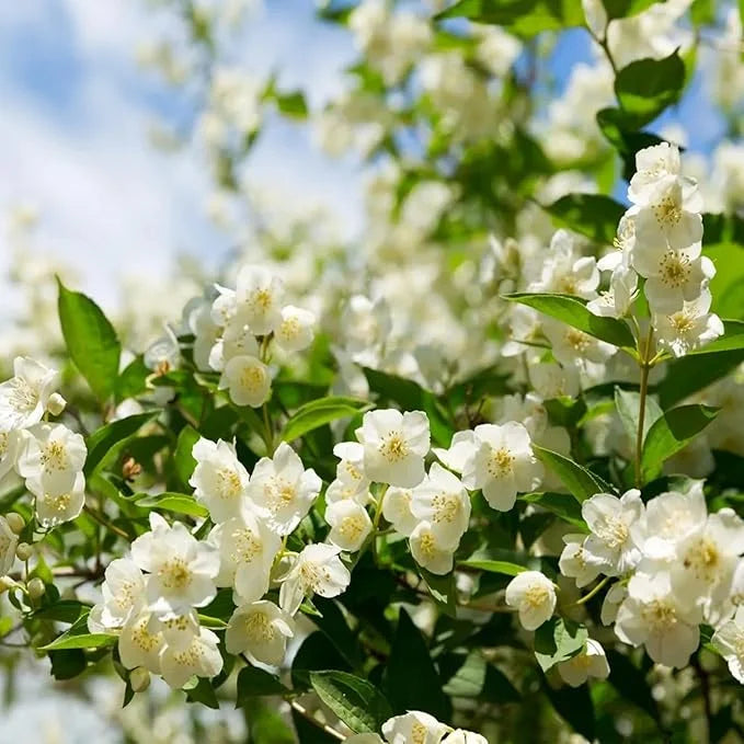 VIIMASE PÄEVA kampaania 35% SOODUSTUST 🌸 Jasmiini potitaim (🌱Ellujäämine garanteeritud: tasuta asendused🌿)-EE