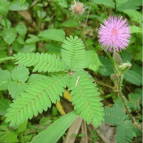 PISANA SEMENA MIMOZE-SI