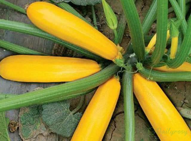 Banane bučke - zlate bučke🌿 Gojijo se lahko v vseh letnih časih-SI