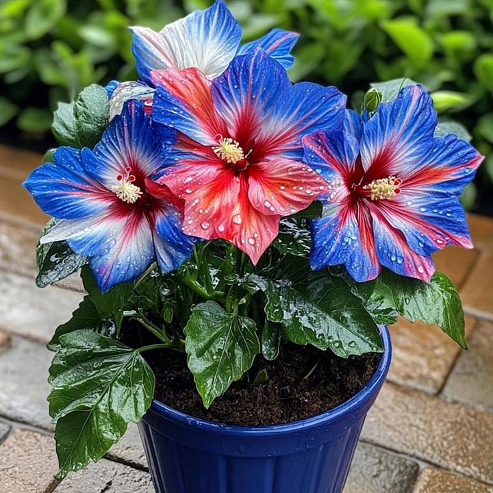 🔥 ГОРЕЩА РАЗПРОДАЖБА - 50% ОТСТЪПКА 🔥🌸 Двойни семена за хибискус - Лесни за отглеждане 🌸