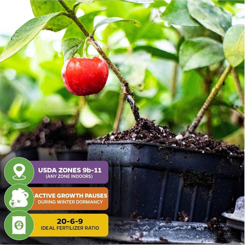🍒 (Naujas derlius) Saldžiųjų vyšnių sėklos 🌿Iš anksto paruoštos dideliam daigumui (99 % daigumas)-LT