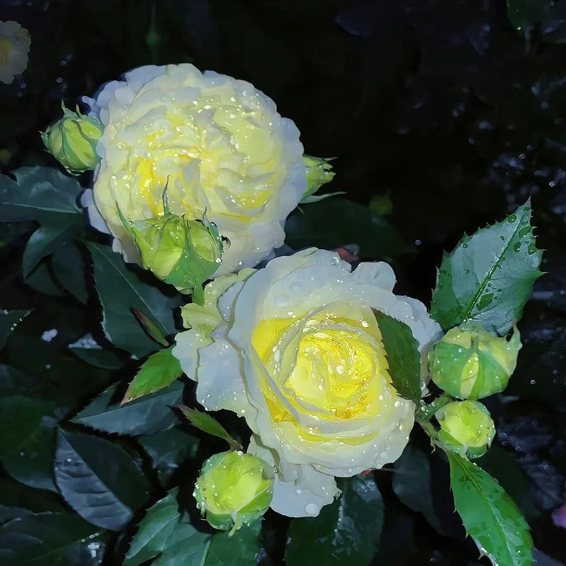🔥Последен ден на продажба💝Eustoma Thornless Rose💐Семена от лизиантус