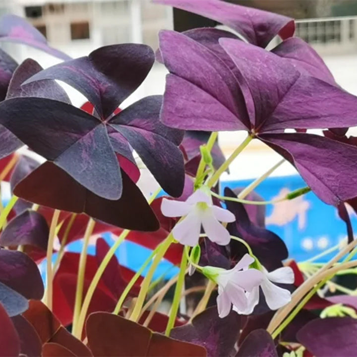 💜Βολβοί οξαλίδας Purple Luck-GR