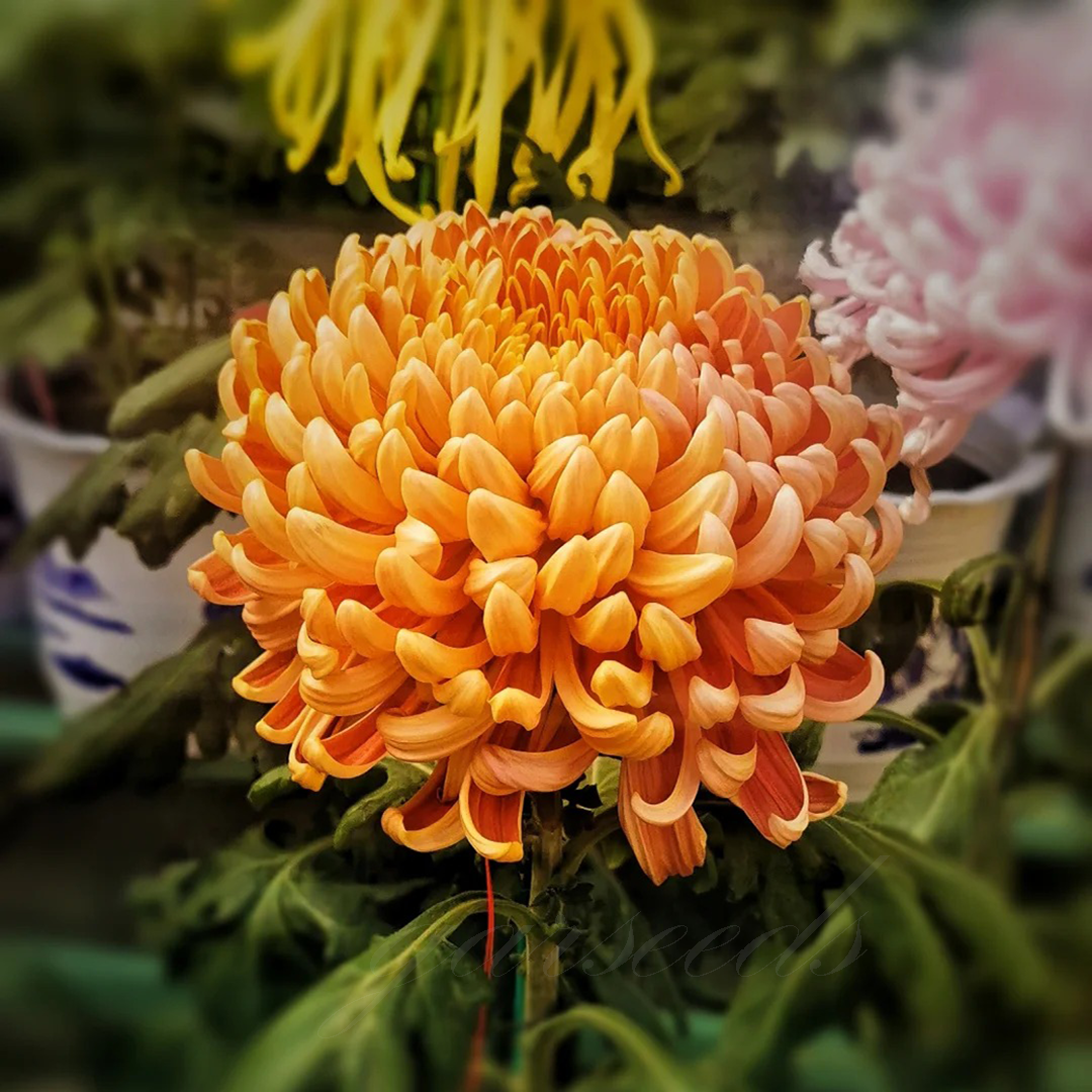 🌺Elegantsi lill🌼Hiiglasliku krüsanteemi seemned-EE