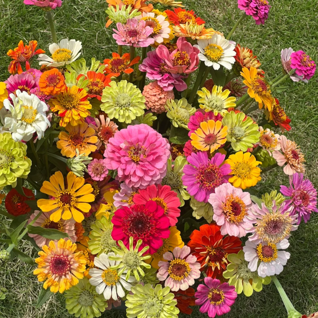 🌺Dvigubos cinijos sėklos mišriomis spalvomis-LT