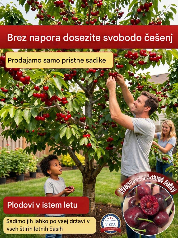 【Sveže obrane】sadenke pritlikavih češenj-SI