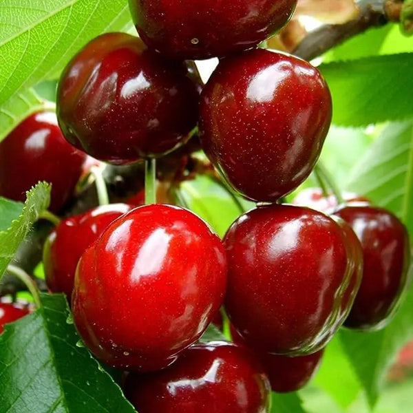 🌿Εξαιρετικά Μεγάλοι Σπόροι Κερασιού Gomahali🍒-GR
