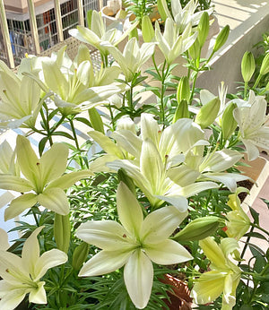 Bulbos de lirio fragante bicolor de doble pétalo: frescos y dulces.-ES