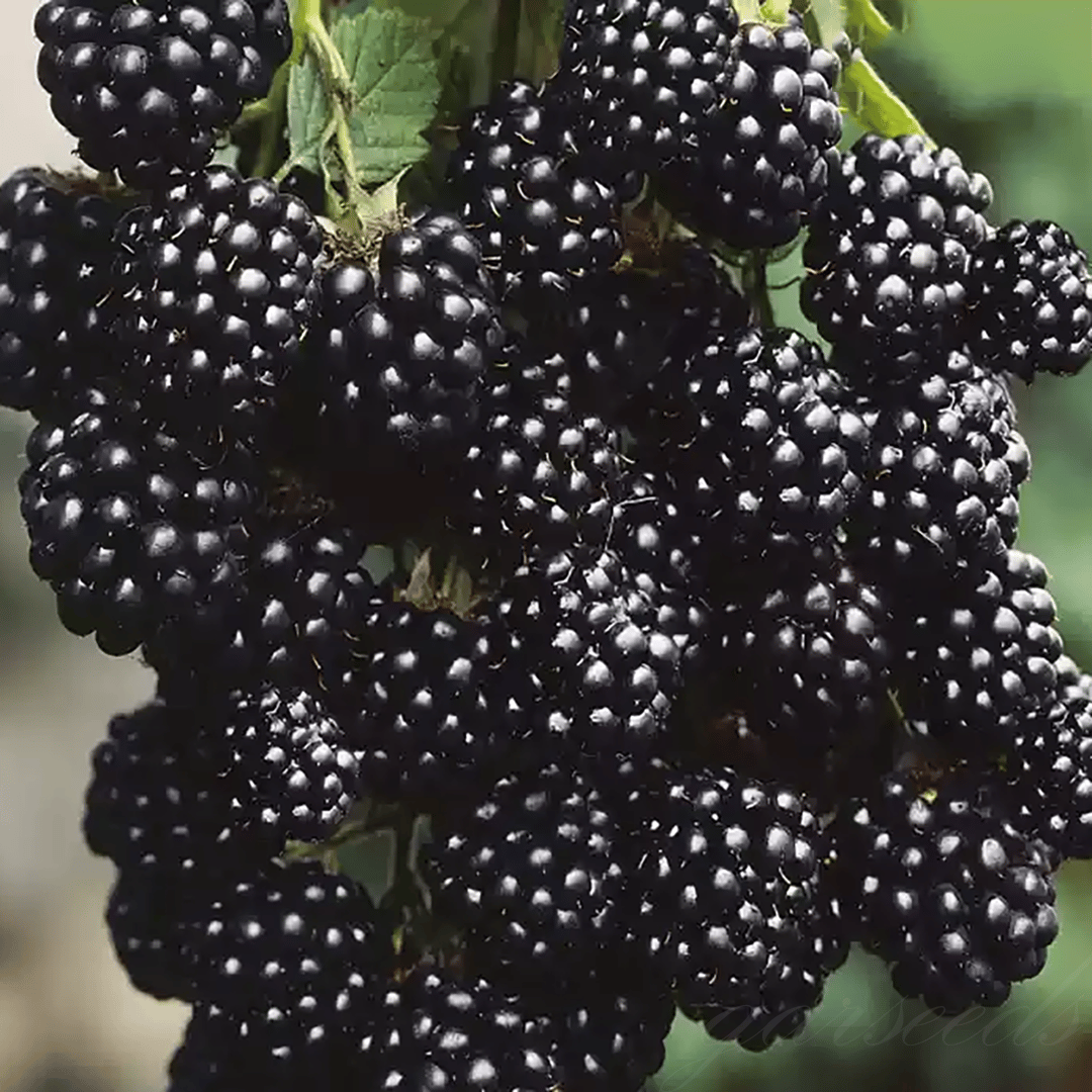 🍇🌿 Semená moruše – jednoduché pestovanie doma 🌱 Predaných už viac ako 10 000 balení semien🏆🏆-SK🏆