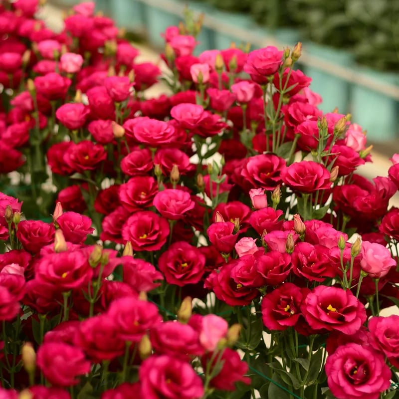 🔥Viimane müügipäev💝Eustoma Thornless Rose💐Lisianthus Seeds-EE