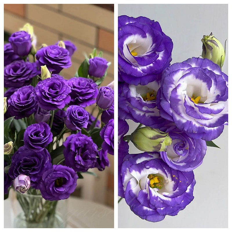🔥Viimane müügipäev💝Eustoma Thornless Rose💐Lisianthus Seeds-EE