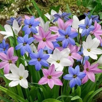 Čebulice vrhunske dežne lilije – ponavljajoče se cvetenje • Odporne na vročino-SI