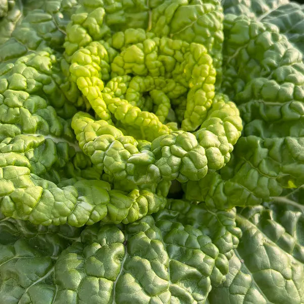 Семена от Brassica Narinosa (WuTat Choy)