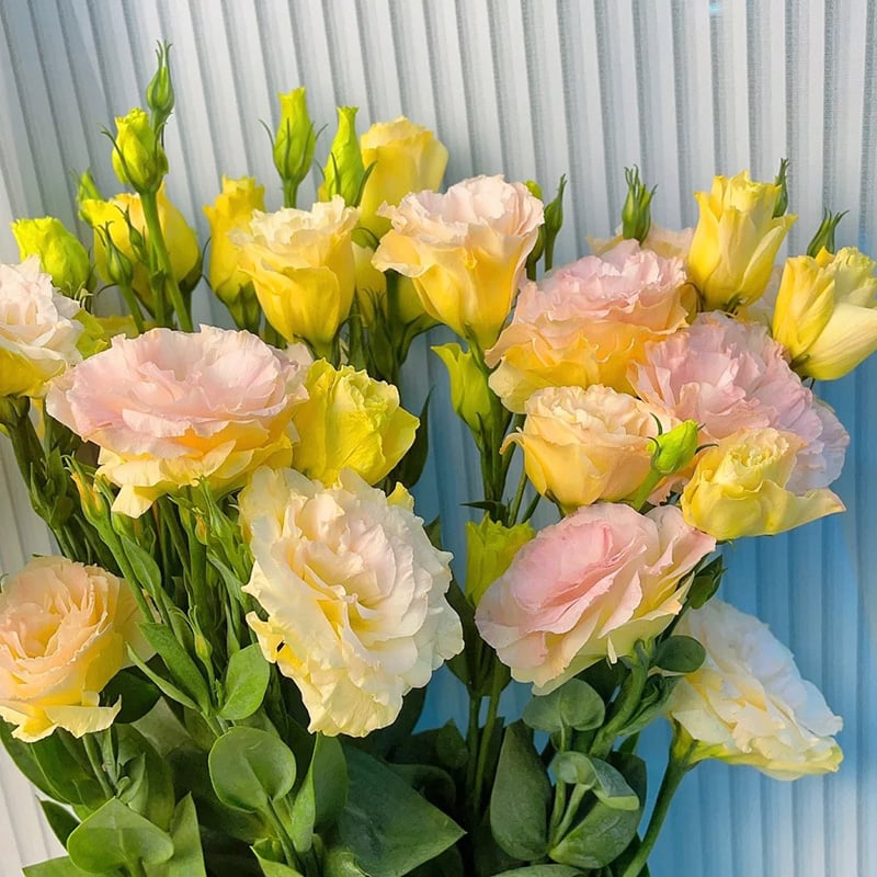 🔥Viimane müügipäev💝Eustoma Thornless Rose💐Lisianthus Seeds-EE