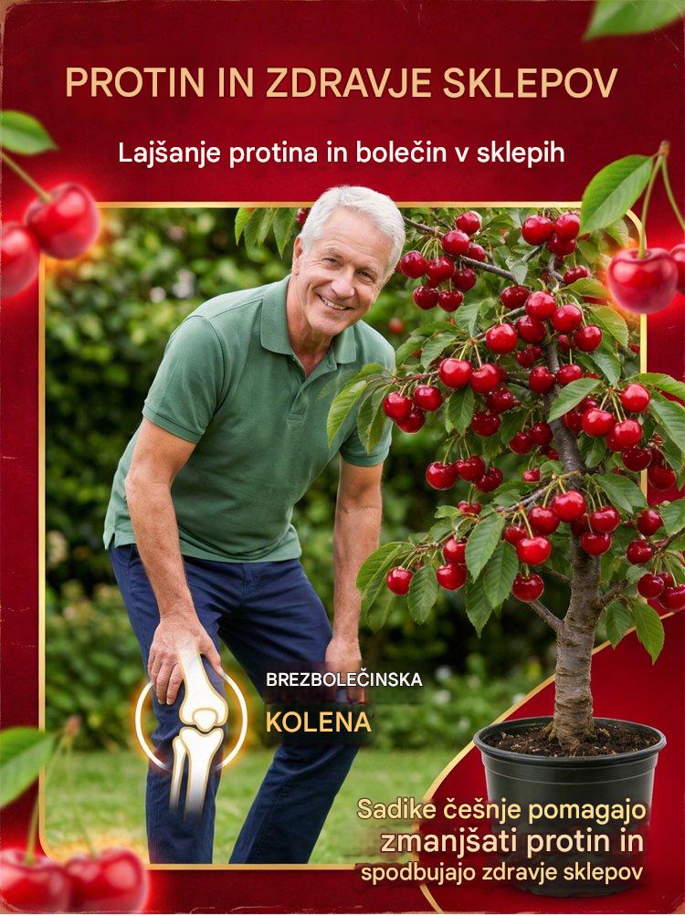 【Sveže obrane】sadenke pritlikavih češenj-SI