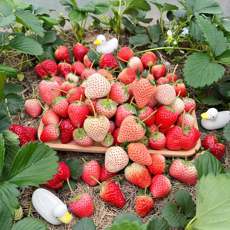 Sladké jahodové semienka s krémom z krajiny snov🍓-SK